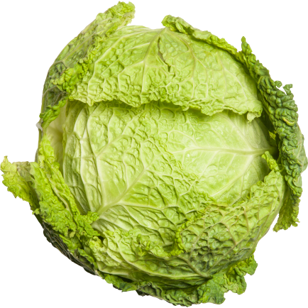 cavolo verza