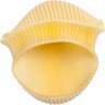conchiglia