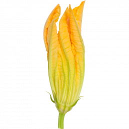 fiore di zucca